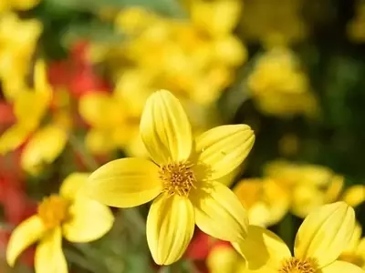 Descubriendo la Bidens Ferulifolia: La Resiliente Verbena Amarilla