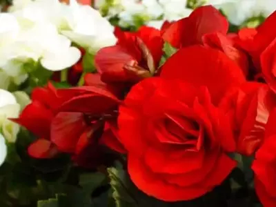 Secretos para el Cultivo Exitoso de Begonias en el Hogar