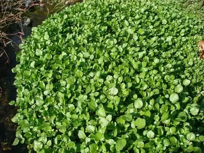 Guía Completa para el Cultivo y Cuidado del Berro de Agua (Nasturtium officinale)