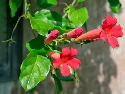 Descubriendo la Diversidad y Belleza de las Bignonias: Guía Completa para su Cultivo