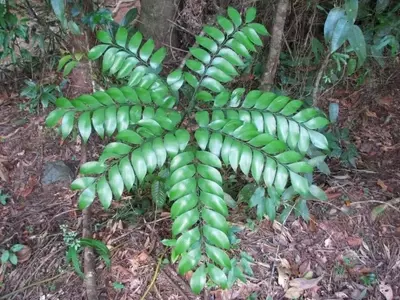 Bowenia: Una Planta Ancestral con Encanto Exótico