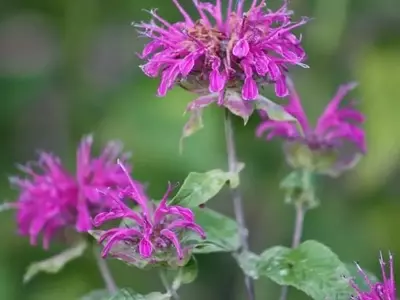 Monarda Didyma: La Planta Aromática para el Hogar y la Gastronomía