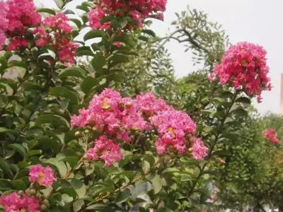 Descubre el Árbol de Júpiter: Un Esplendor Ornamental para tu Jardín