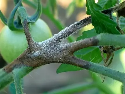 La Botrytis: Amenaza Silenciosa en Cultivos de Tomate