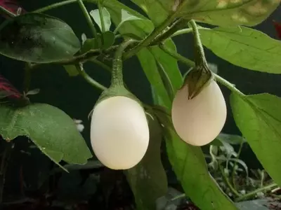 Descubriendo el Cultivo de la Berenjena Blanca: Una Hortaliza Rescatada