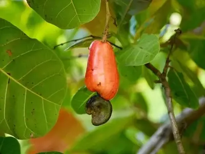 Descubriendo el Anacardo: Un Tesoro Amazónico en Tu Jardín