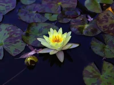 Guía Completa de Plantas Acuáticas para un Estanque Perfecto