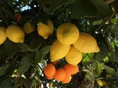 Técnicas de Injerto para Cítricos: Un Enfoque en el Limonero