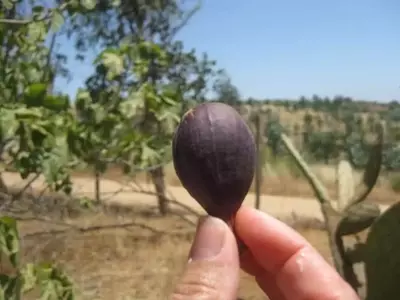 El Cabrahigo: Un Pilar Esencial para la Polinización de la Higuera