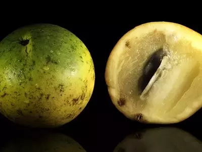 Descubriendo el Caimito: Un Tesoro Tropical para tu Jardín