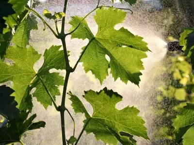El Caldo Bordelés: Un Fungicida Natural para la Protección de Cultivos