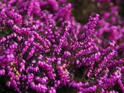 Descubriendo la Calluna: Un Subarbusto Versátil y Resiliente para tu Jardín