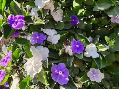 Secretos para el Cuidado Óptimo de la Brunfelsia: Una Joya Botánica en tu Hogar