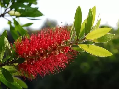 Callistemon citrinus: La Elegancia del Limpiatubos en su Jardín