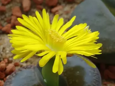 Lithops: La Fascinante Planta que Imita las Piedras