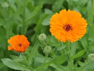 Caléndula: La Planta Admirable de Flores Vibrantes y Múltiples Usos