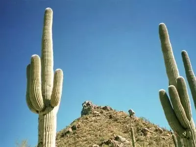 Los Majestuosos Cactus Columnares: Gigantes Espinosos del Paisaje