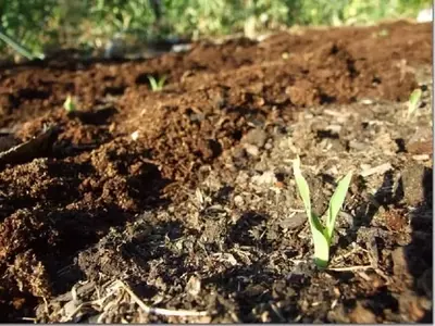 La Influencia Lunar en la Agricultura: Guía Completa para Sembrar con el Ciclo de la Luna