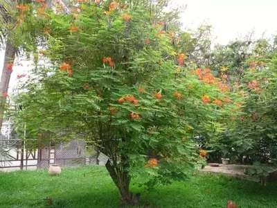 Caesalpinia: Arbustos Exóticos para Jardines Compactos