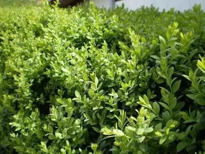 Descubre el Encanto y Versatilidad del Boj Común: Guía Completa para su Cultivo y Cuidado