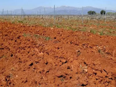 Optimización del pH del Suelo: Clave para la Salud de tus Plantas