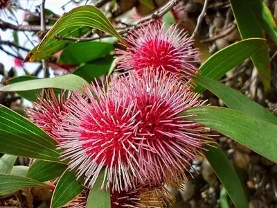 Hakea Laurina: Características, Cultivo y Cuidados Esenciales