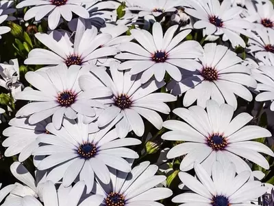 Margarita Africana: Cultivo y Cuidados Esenciales para su Esplendor