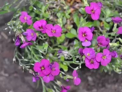 Arabis Blepharophylla: Guía Completa de Cultivo y Cuidados