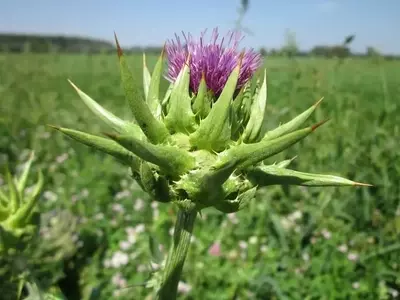 El Cardo Mariano: Una Planta Medicinal con Historia y Propiedades Extraordinarias