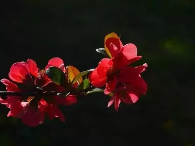 El Membrillero Japonés: Un Arbusto Versátil para Tu Jardín