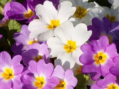 La Prímula Vulgaris: Belleza y Resistencia en tu Jardín