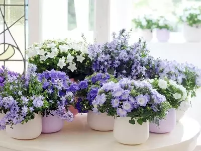 Guía Completa para el Cultivo Exitoso de la Campanula Carpatica