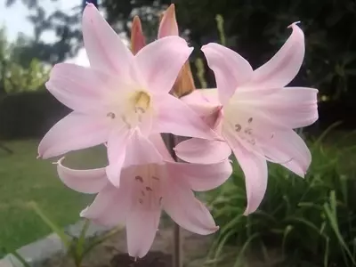 Guía Completa para el Cultivo y Cuidado de la Amaryllis belladona