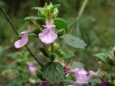 El Camedrio: Una Joya Botánica de Fácil Cultivo y Virtudes Medicinales