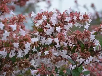 Abelia: Un Arbusto Versátil para Jardines con Flores Exuberantes
