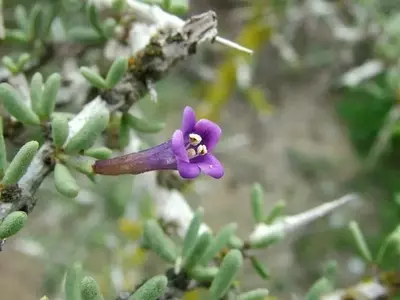 Explorando la Cambronera: El Enigmático Lycium Intricatum