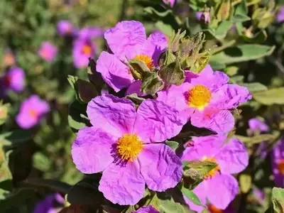 Cistus monspeliensis: Un Arbusto Resiliente del Mediterráneo