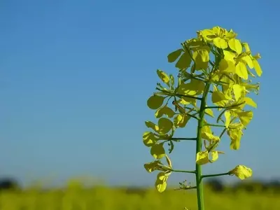 Secretos del Cultivo y Cuidado de la Mostaza: Una Guía Completa