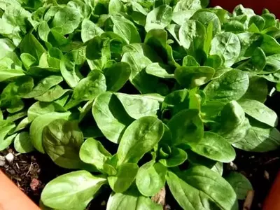 Cultivo de Canónigos: La Lechuga de Invierno en Tu Hogar