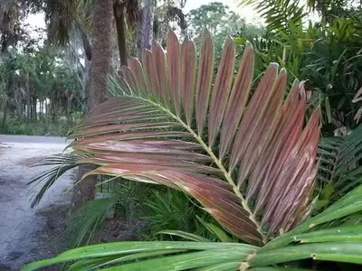 Chambeyronia Macrocarpa: La Palmera de Hoja Carmesí