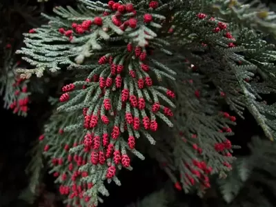 Chamaecyparis: El Ciprés Falso, Un Gigante Milenario en Tu Jardín