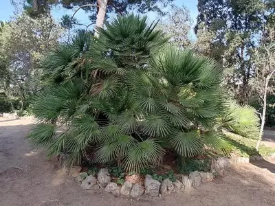 El Palmito: Joya Botánica del Mediterráneo