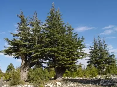 El Cedro: Un Gigante Milenario de la Naturaleza y Sus Secretos