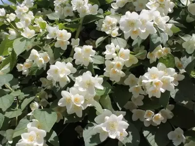Celinda: La Joya Aromática que Embellece tu Jardín en Climas Fríos