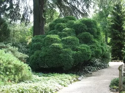 Descubriendo la Cryptomeria Japónica: Un Árbol Versátil para Diseños Orientales
