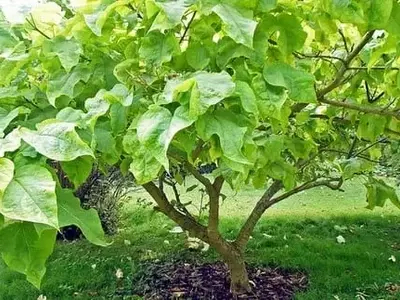 Descubriendo la Catalpa Bungei: Un Árbol Ornamental con Atractivo y Facilidad