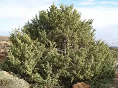 El Cedro Canario: Un Tesoro Botánico Amenazado que Requiere Protección