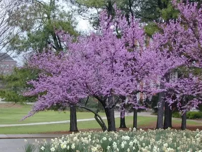 El Encanto del Árbol del Amor: Cercis siliquastrum