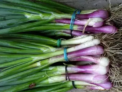 Cebollas de Verdeo: Un Tesoro Culinario y Medicinal del Jardín