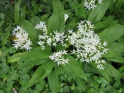Allium Ursinum: El Ajo Silvestre de Propiedades Versátiles